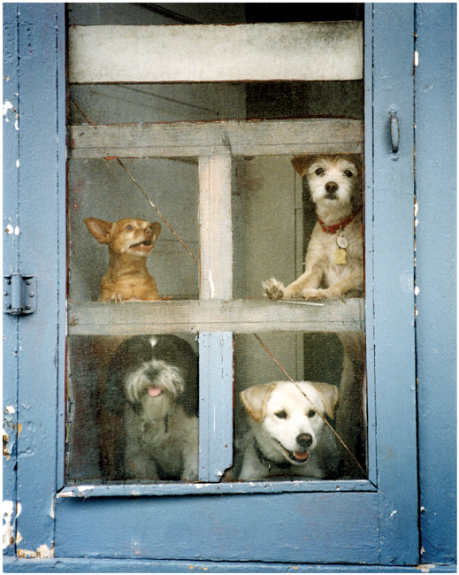 Adopt a Dog:  It’s Good for Your Health
