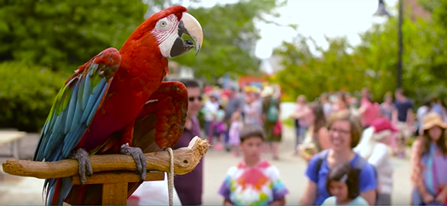 Charlie Bird of Bloomington (Video)