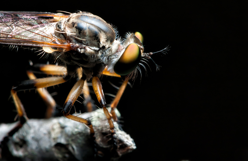 Bloom’s Greatest Hits: The Bugs of Bloomington