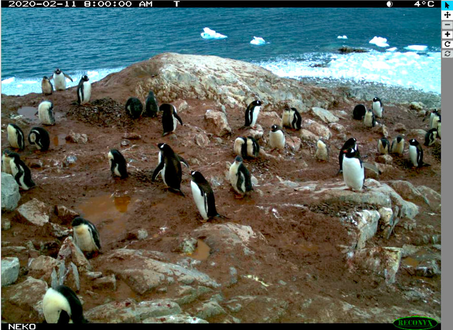 Citizen Scientist: Stay Cool with ‘Penguin Watch’