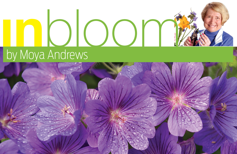 Generous Geraniums Add Year-Round Color