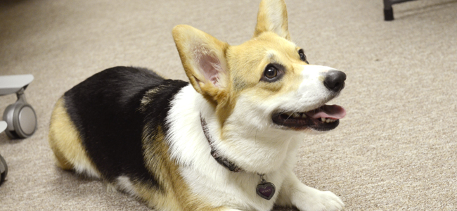 March Pet of the Month Contest Winner