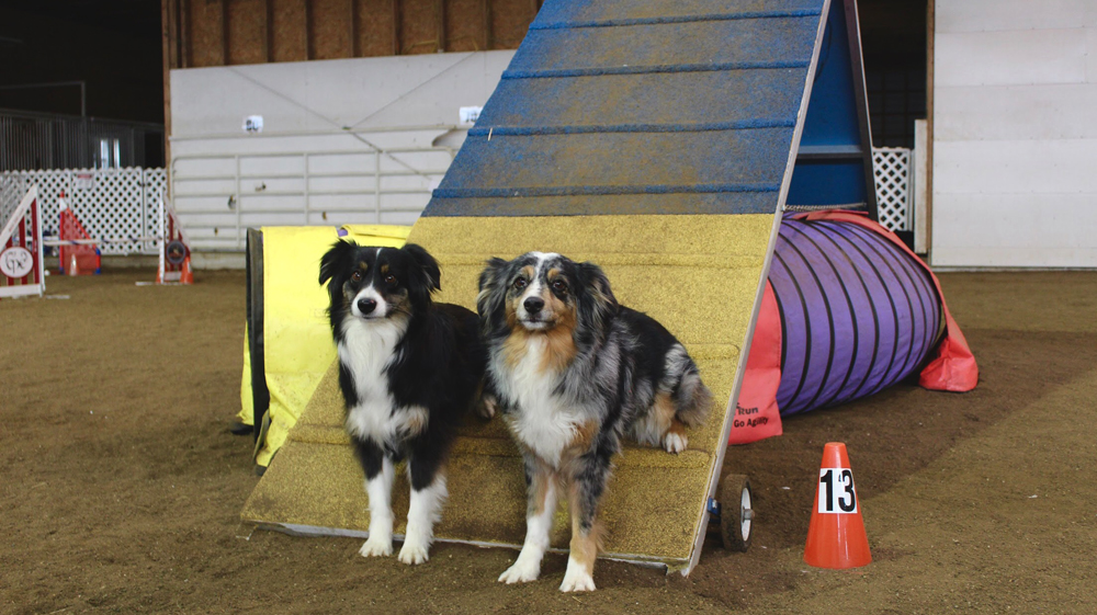 Local Agility Club Helps Dogs and People to Bond