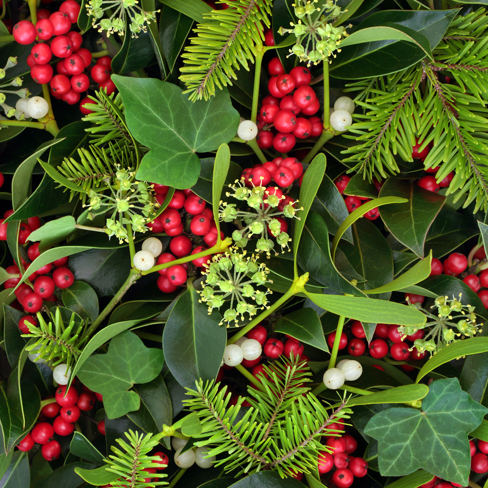 Holly, Ivy & Mistletoe: Natural Holiday Décor