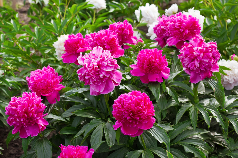 InBloom: Indiana’s Lush & Lovely State Flower—the Peony