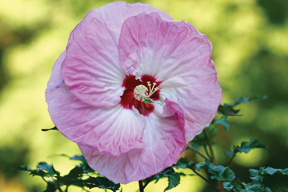 InBloom: Hardy Hibiscus Add Tropical Touch to Midwestern Gardens